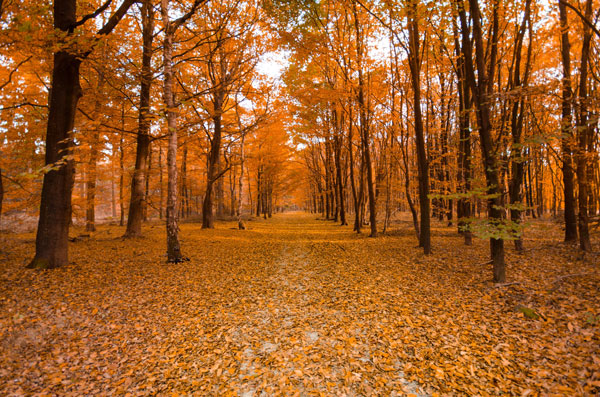 A forest in the fall time.