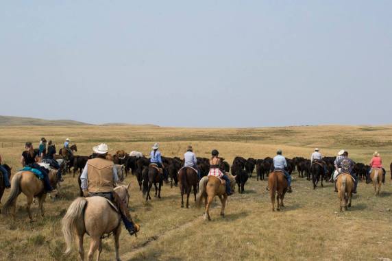 People herding cattle on horseback.