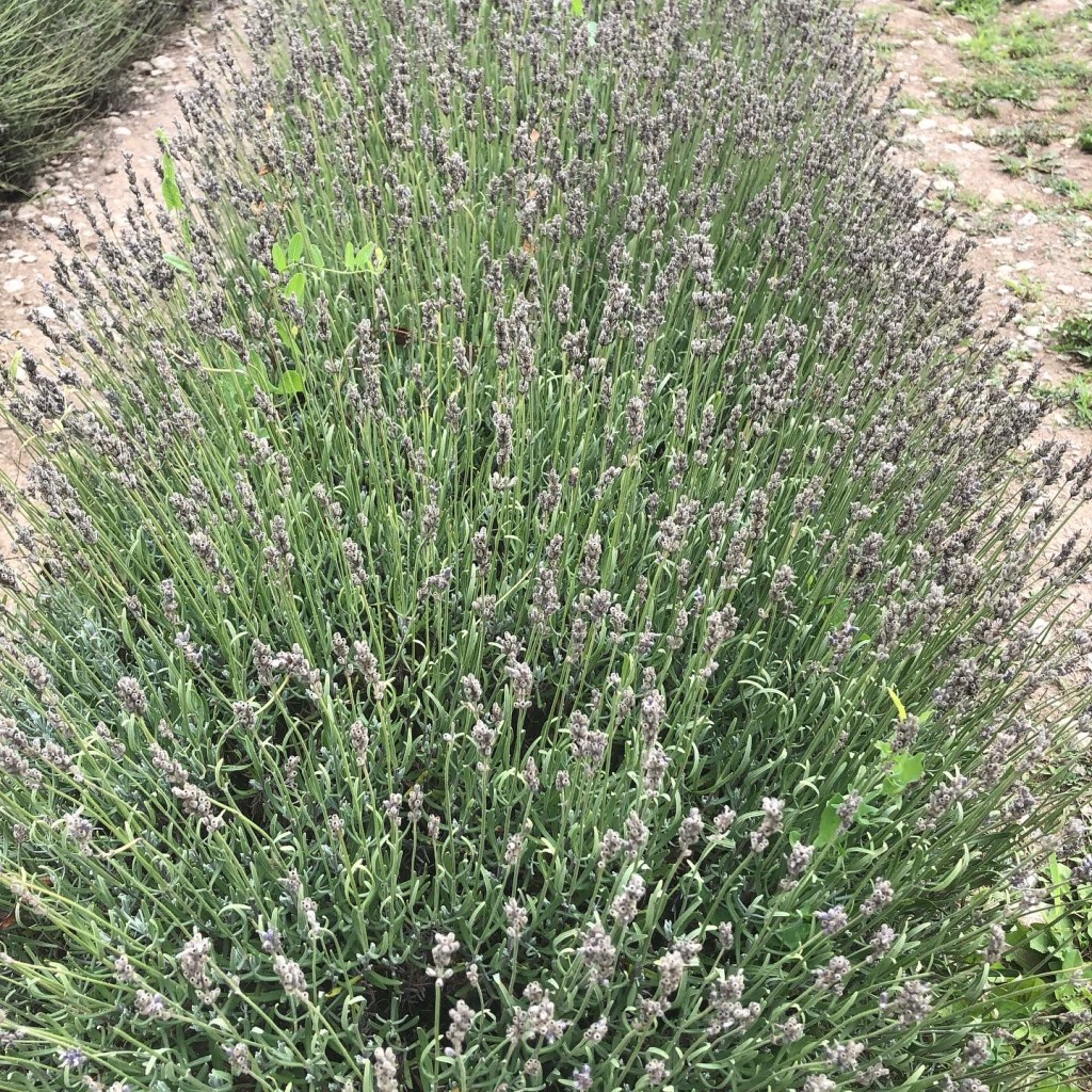 A lavender field.