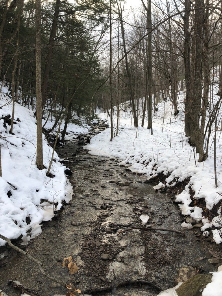 A snow covered forest